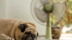 Salvați câinele de la căldură: cum să faceți un covor de răcire pentru un animal de companie